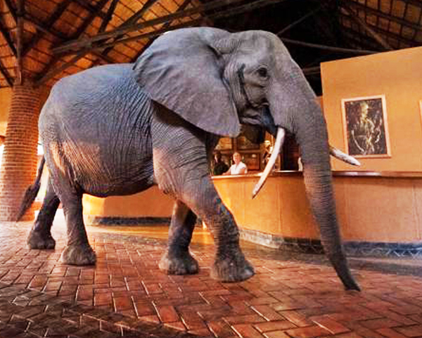 Checking into Africa's Elephant Hotel