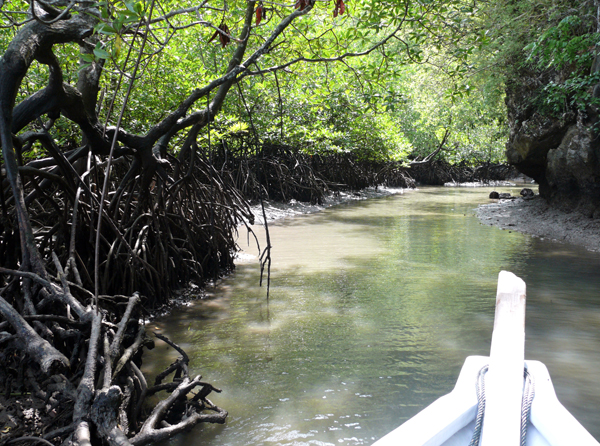 Malaysian Mangrove a Natural Beauty
