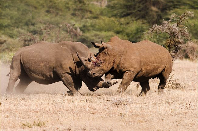 A Wild Ride Through Kenya