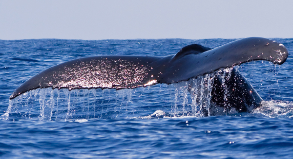 French Polynesia is a Whale of a Tale