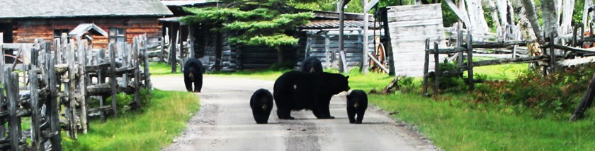 Bear Facts About Saguenay Lac-Saint-Jean