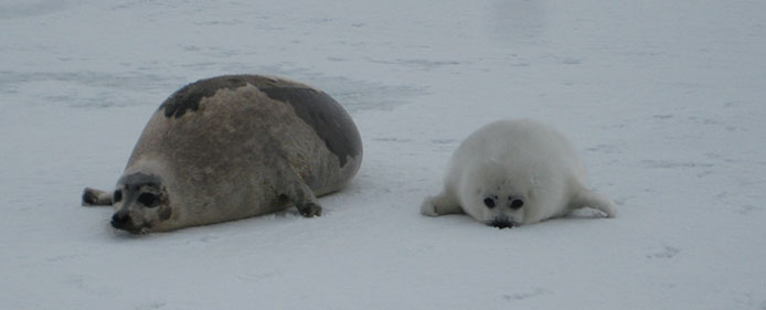 Magdalen Island Adventure Seal-Ed with the Kiss