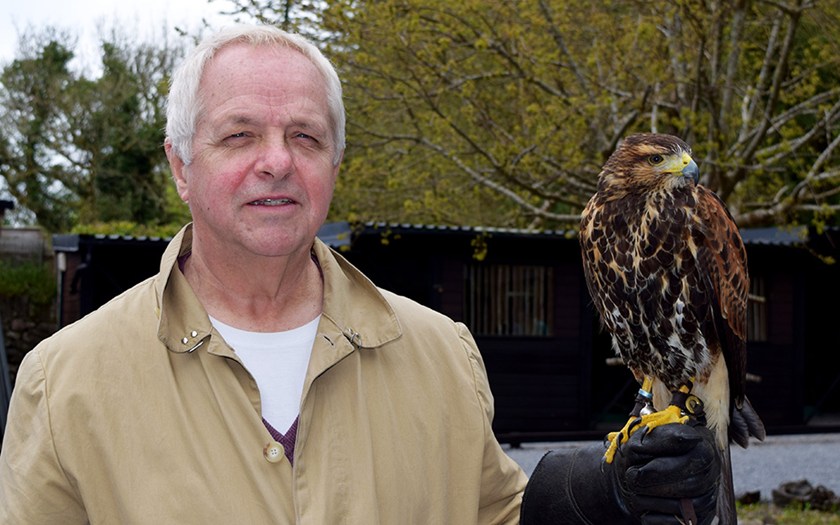 6ashfordfalconry