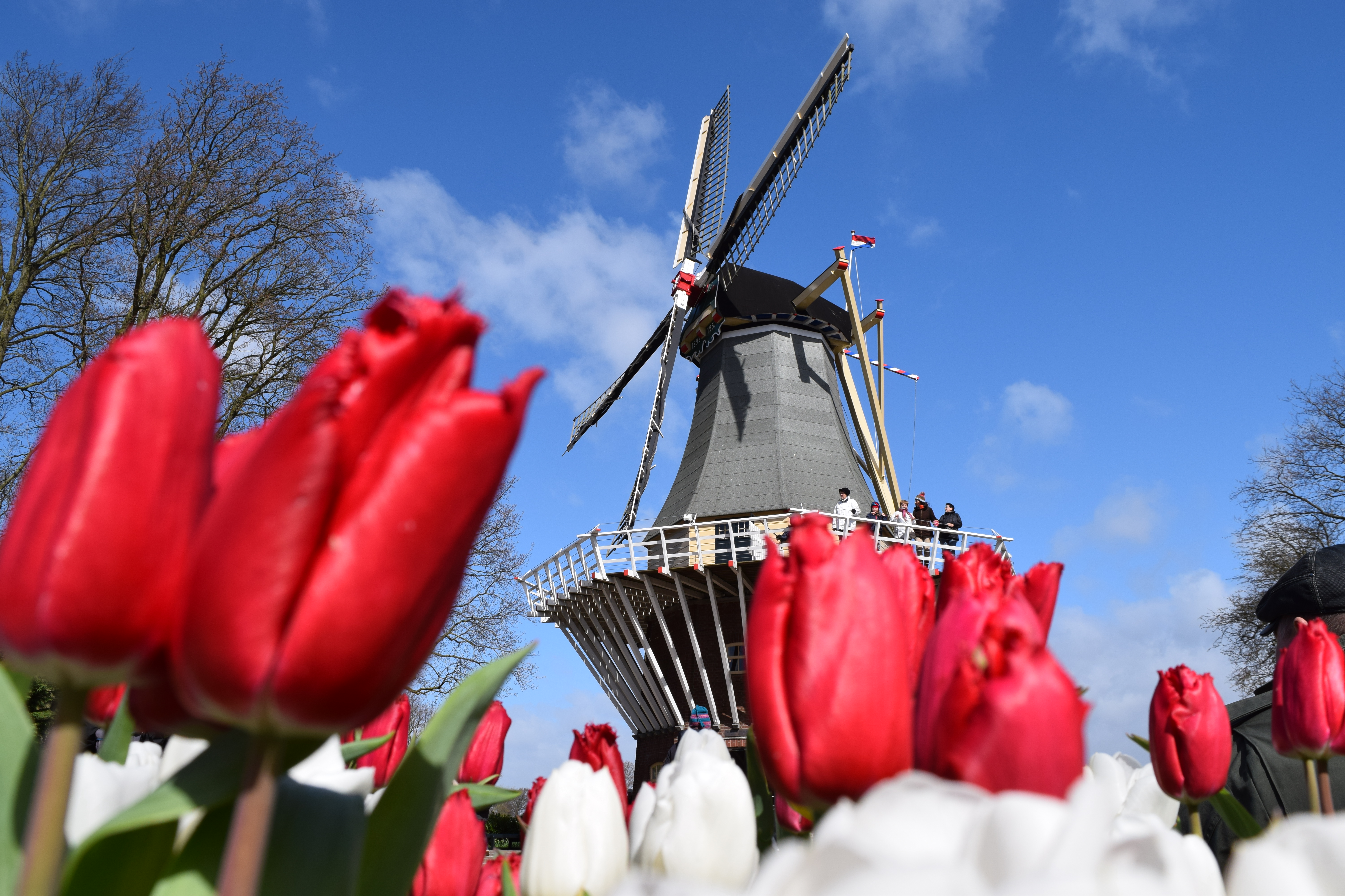 Tip toe through the tulips in Holland