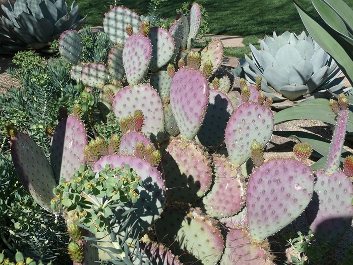 Cactus Flowers Enhance Arizona's Desert