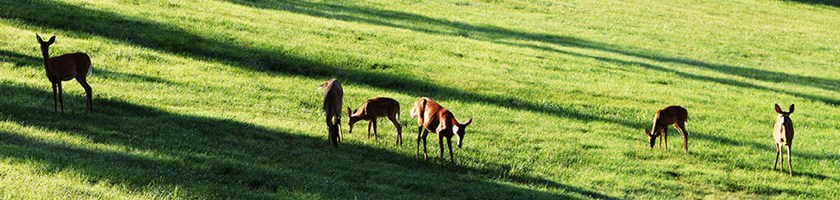 Oglebay Resort is a Paradise for Golfers