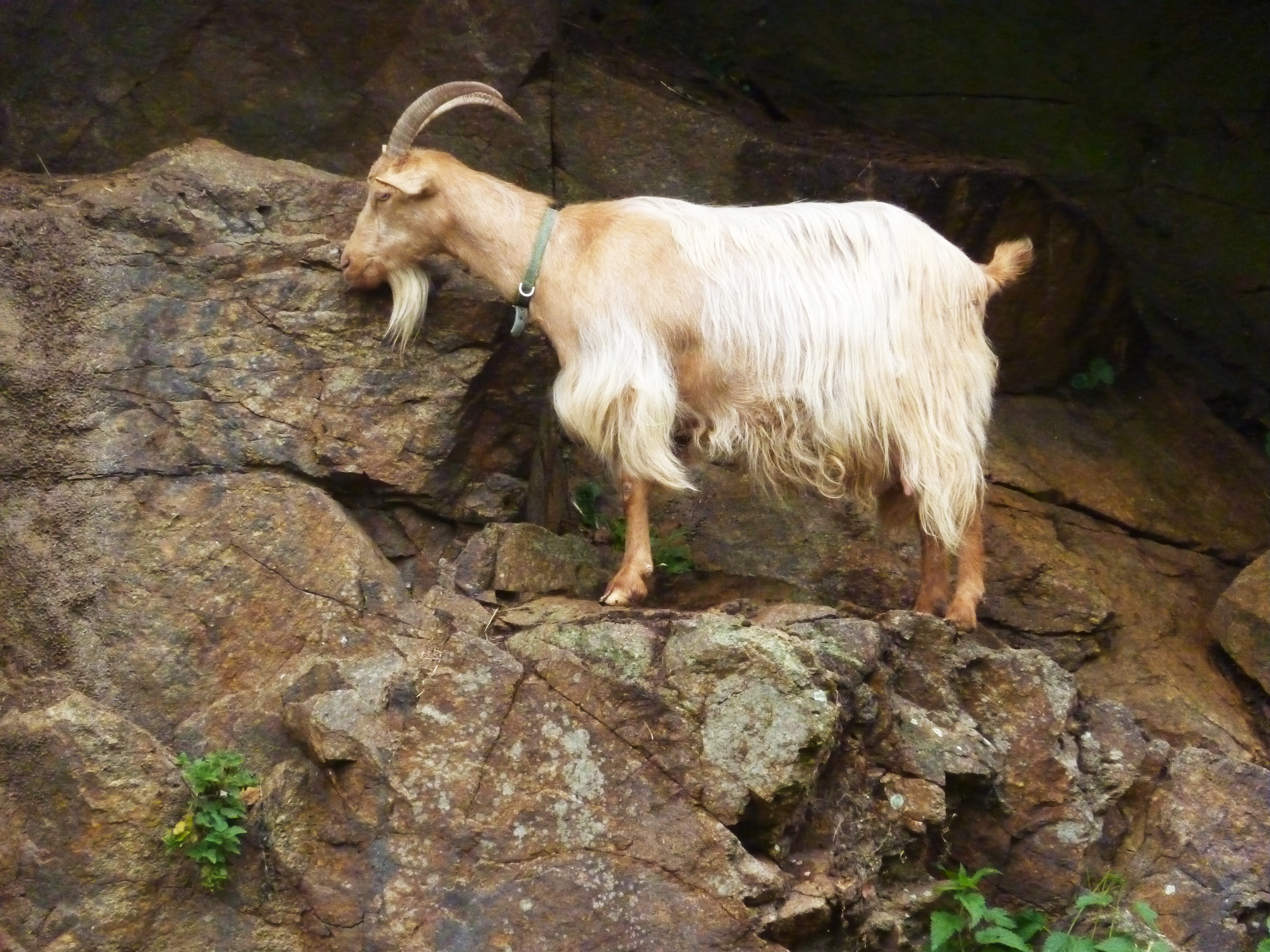 AGuerseygoat(c)Gilly...