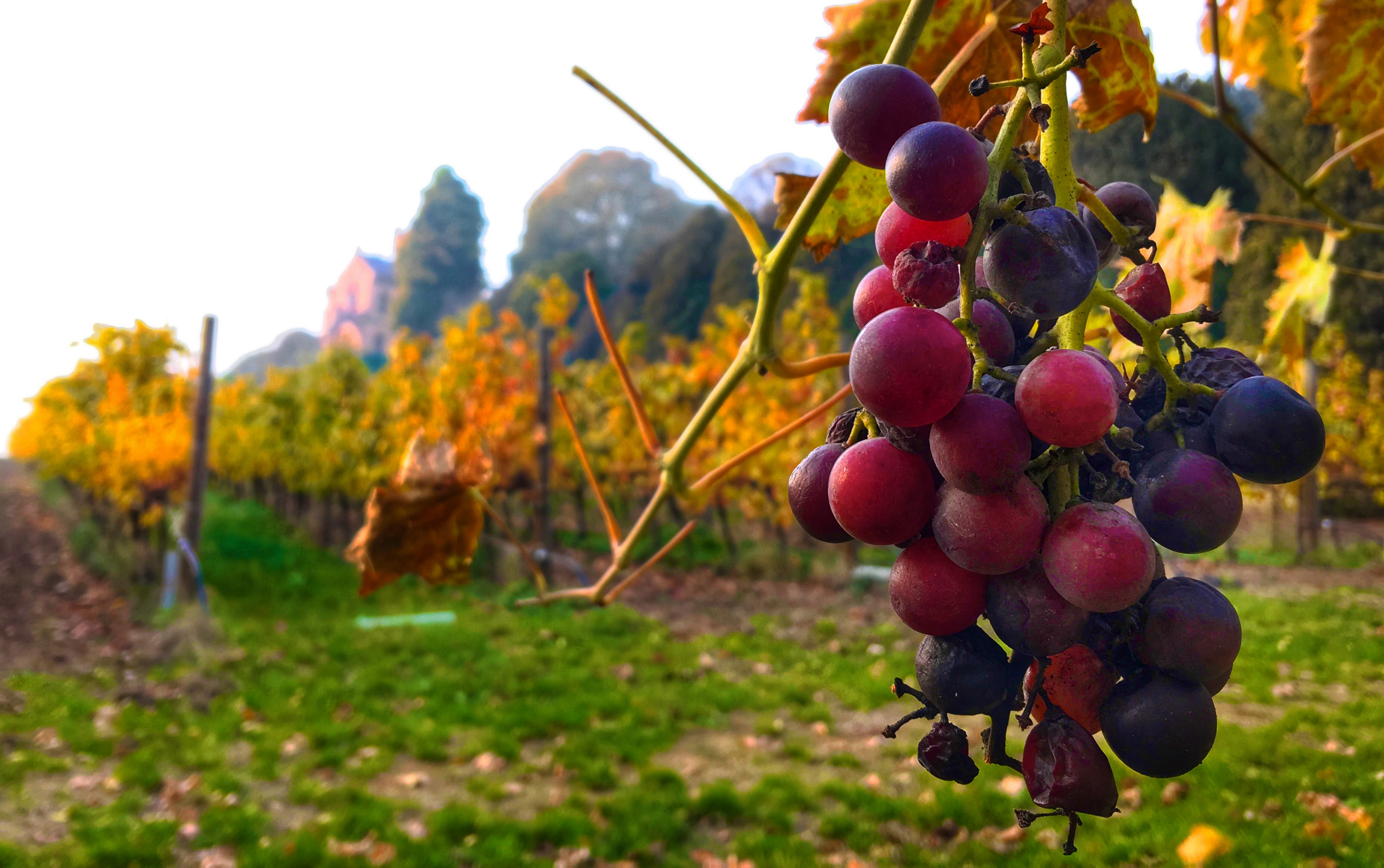 6CastelloBonomigrape...