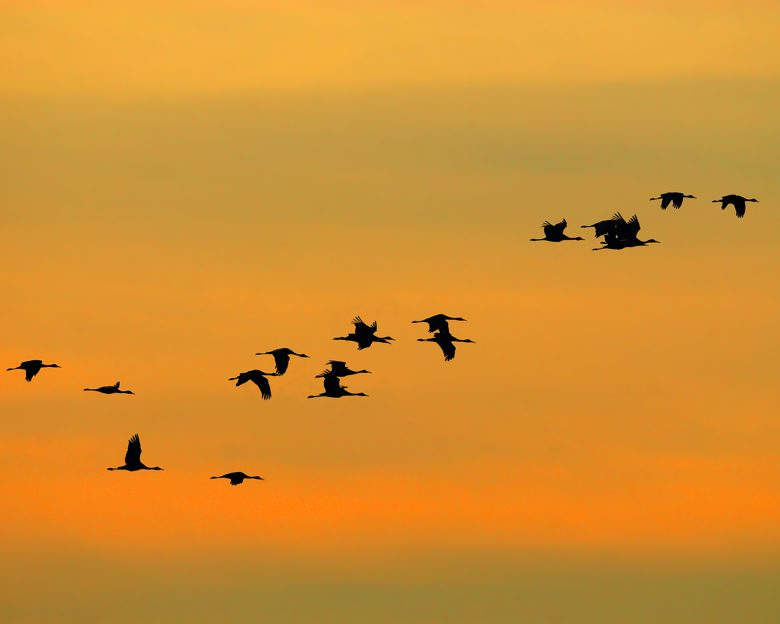 SandhillCranes001