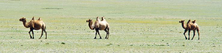 camelsinMongolia