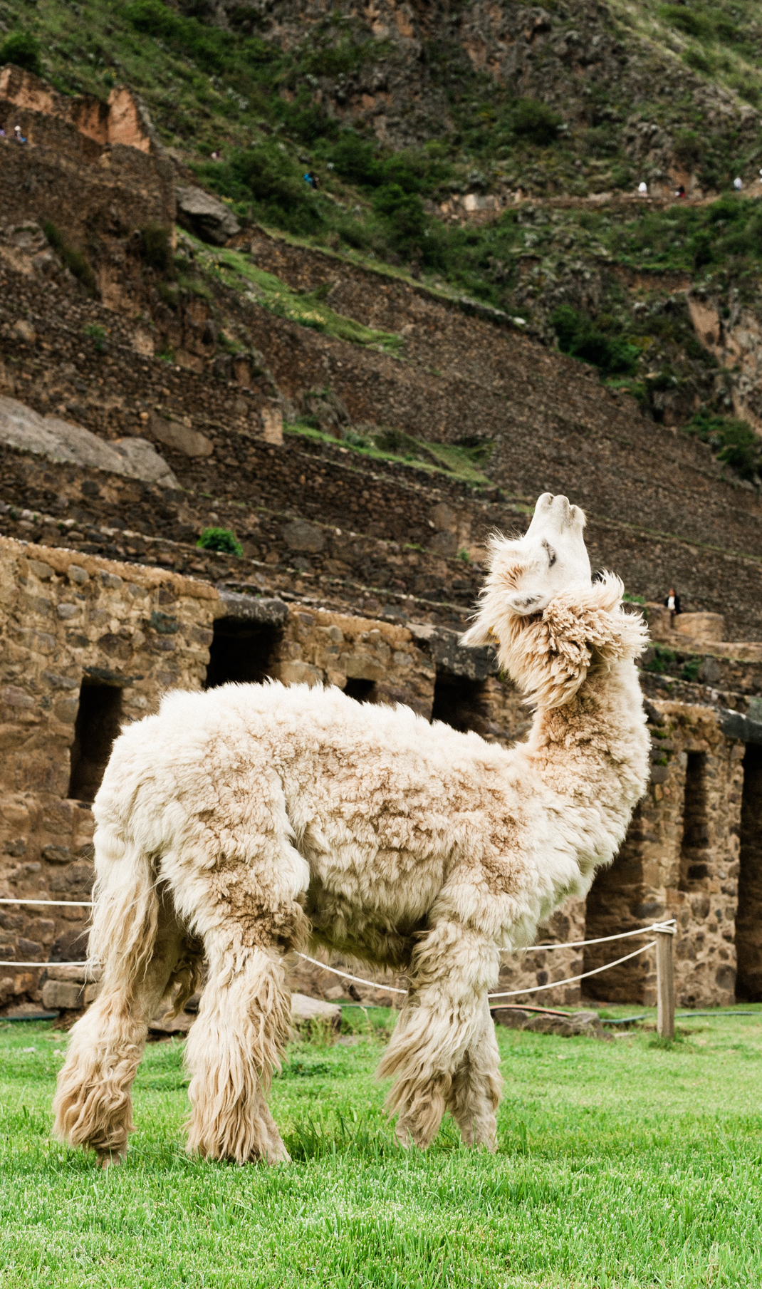 KDobbin-Ollantaytamb...